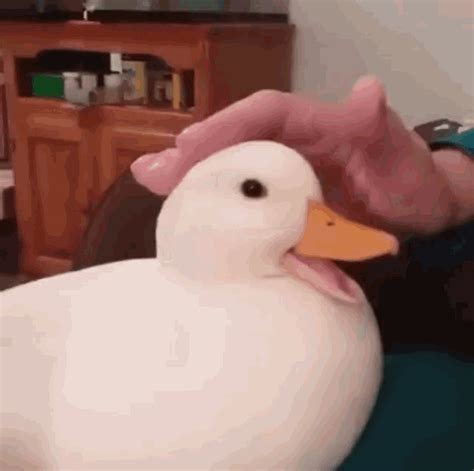 duck gif